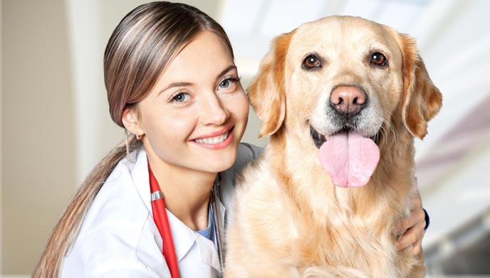 In diesem Artikel beschäftigen wir uns mit dem Thema: Kann ich meinem Hund Benadryl geben und wenn ja, wie viel? In diesem Artikel beschäftigen wir uns mit dem Thema: Kann ich meinem Hund Benadryl geben und wenn ja, wie viel?