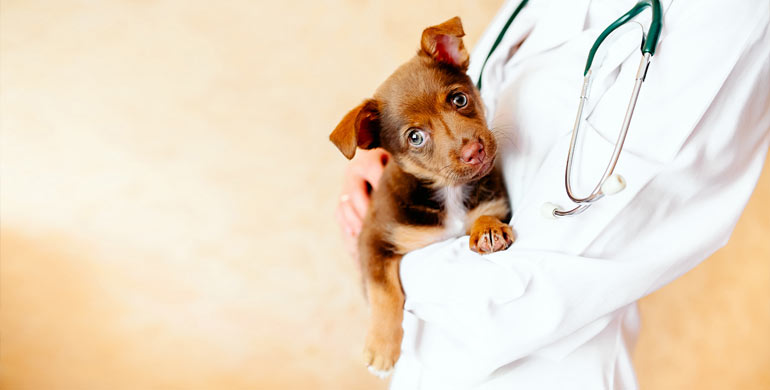 13 Karriereoptionen für die Arbeit in einem Tierheim 13 Karriereoptionen für die Arbeit in einem Tierheim