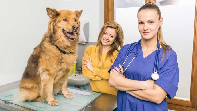 Keuchen beim Hund: Ursachen und Behandlungsmöglichkeiten