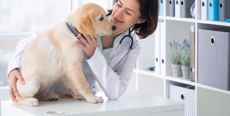 Können Hunde Panikattacken haben Können Hunde Panikattacken haben