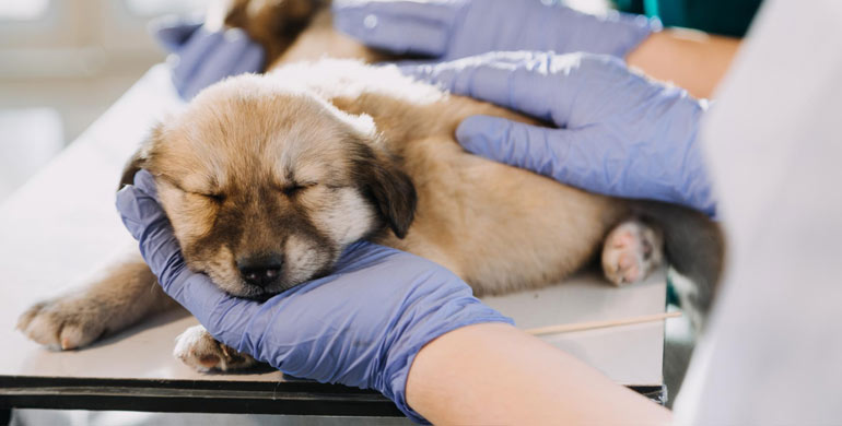 Kollabierende Luftröhre bei Hunden Kollabierende Luftröhre bei Hunden