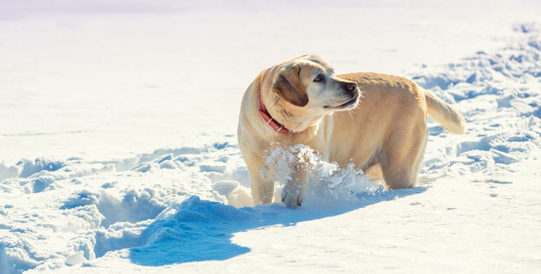 Können Labradore kaltes Wetter vertragen?