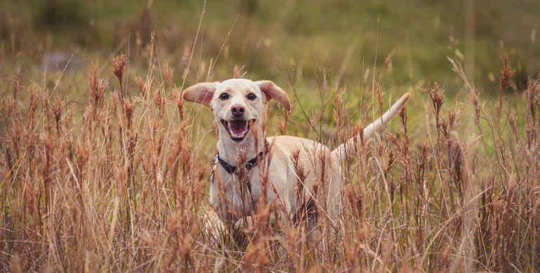 Lähmung bei Hunden