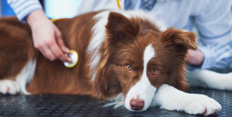 Leberentzündung (granulomatös) bei Hunden Leberentzündung (granulomatös) bei Hunden