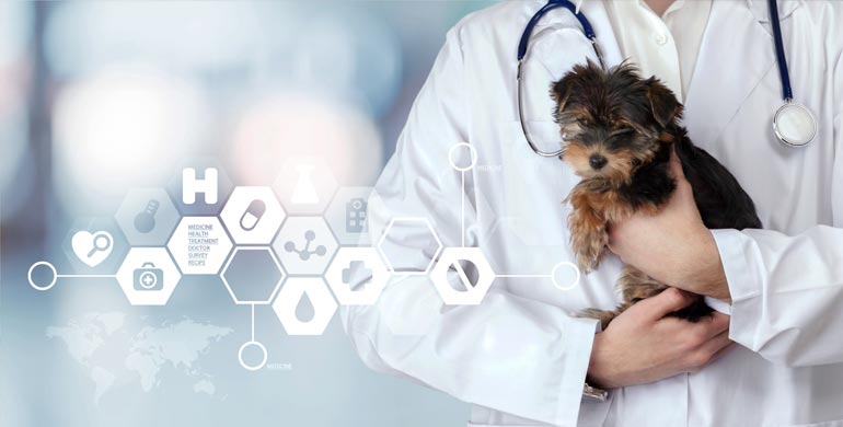 Leberentzündung (eitrige) bei Hunden Leberentzündung (eitrige) bei Hunden