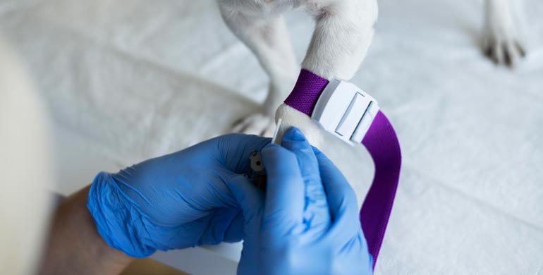 Lebershunts bei Hunden: Was Sie wissen müssen Lebershunts bei Hunden: Was Sie wissen müssen