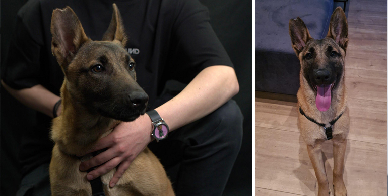 Malinois Mali Malinois Mali