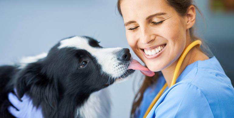 In diesem Artikel geht es um den maskulinisierenden Sexualhormonmangel bei Hunden. In diesem Artikel geht es um den maskulinisierenden Sexualhormonmangel bei Hunden.