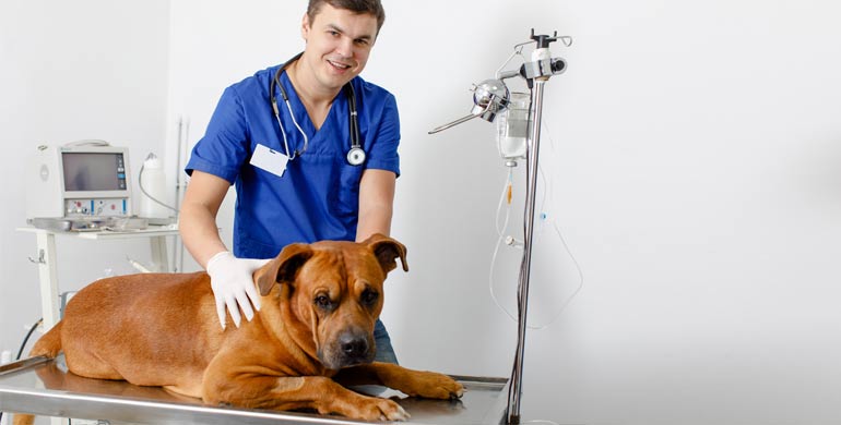 Nabelbrüche bei Hunden Nabelbrüche bei Hunden
