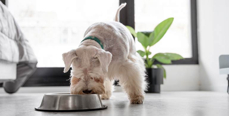 Nährstoffe für Hunde Nährstoffe für Hunde