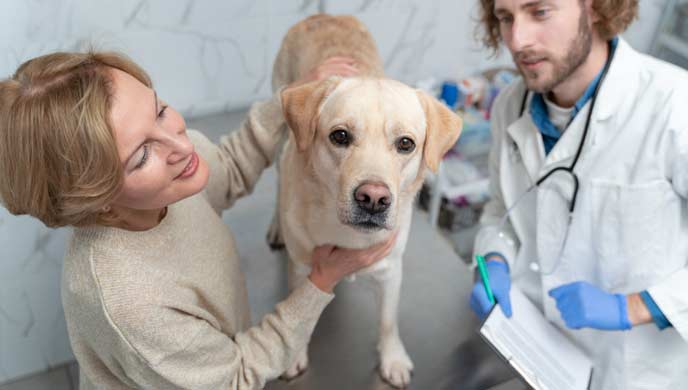 Neurologische Störungen bei Hunden Neurologische Störungen bei Hunden