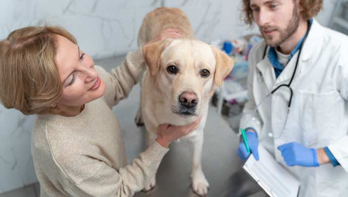 Neurologische Störungen bei Hunden