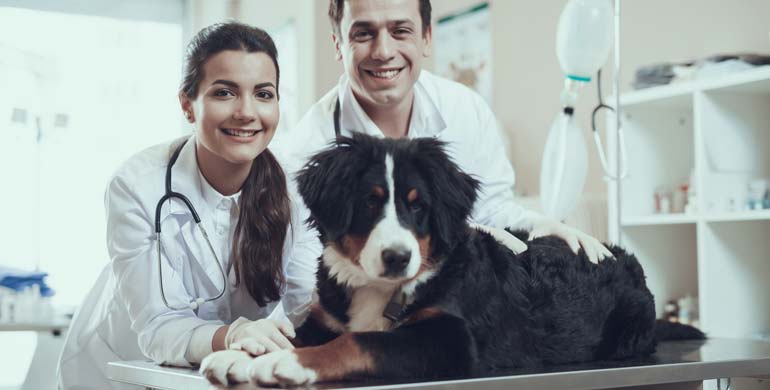 Niedriger Kalziumspiegel im Blut bei Hunden Niedriger Kalziumspiegel im Blut bei Hunden