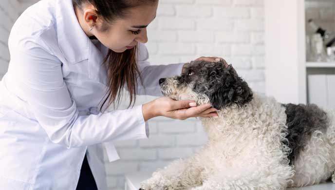 Nierenfiltrationsprobleme bei Hunden