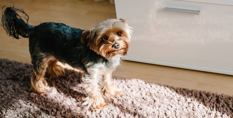 Norwich Terrier