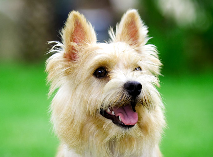 Norwich Terrier