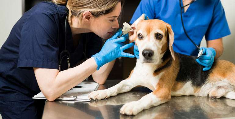Ohrenentzündungen sind einer der häufigsten Gründe, warum Tierhalter mit ihren Hunden zum Tierarzt gehen. Sie sind nicht nur unangenehm für Ihren Hund und frustrierend für Sie. Ohrenentzündungen sind einer der häufigsten Gründe, warum Tierhalter mit ihren Hunden zum Tierarzt gehen. Sie sind nicht nur unangenehm für Ihren Hund und frustrierend für Sie.