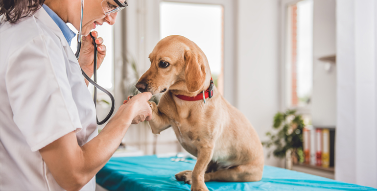 Was verursacht Pankreatitis bei Hunden und wie wird sie behandelt?