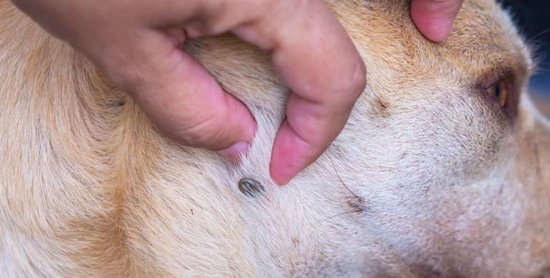 Parasiten bei Hunden können ein großes Gesundheitsrisiko darstellen Parasiten bei Hunden können ein großes Gesundheitsrisiko darstellen