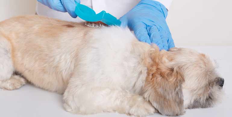 Pilzerkrankung der Haut bei Hunden Pilzerkrankung der Haut bei Hunden