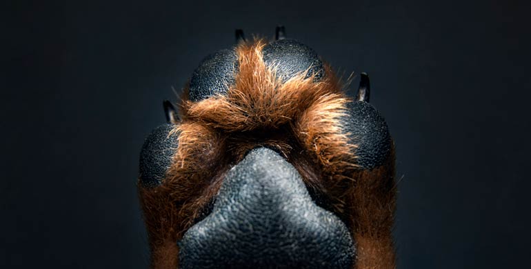 Hautentzündungen an den Pfoten bei Hunden Hautentzündungen an den Pfoten bei Hunden