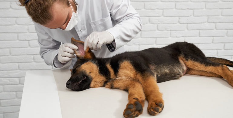 Wie man Probleme mit dem Hundeohr erkennt Wie man Probleme mit dem Hundeohr erkennt