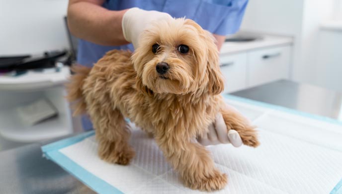 Rückenmarksstörung durch verstopfte Blutgefäße bei Hunden