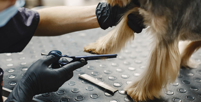 Scherwahnsinn - Sommerpflege und Sonnenschutz für Hunde Scherwahnsinn - Sommerpflege und Sonnenschutz für Hunde