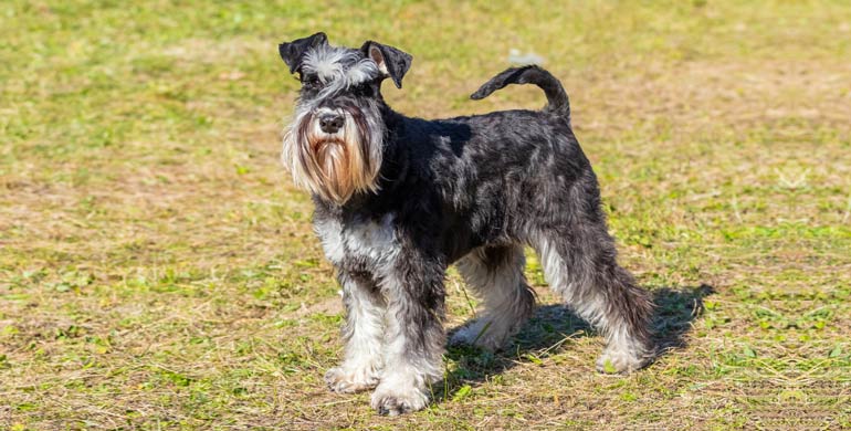 Schnauzer - Der mutige, bärtige Begleiter für alle Größen Schnauzer - Der mutige, bärtige Begleiter für alle Größen