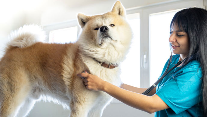 Schnelle Herzfrequenz bei Hunden Schnelle Herzfrequenz bei Hunden