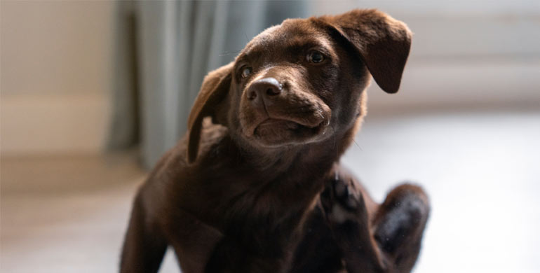 6 Häufige Ohrenprobleme bei Hunden 6 Häufige Ohrenprobleme bei Hunden