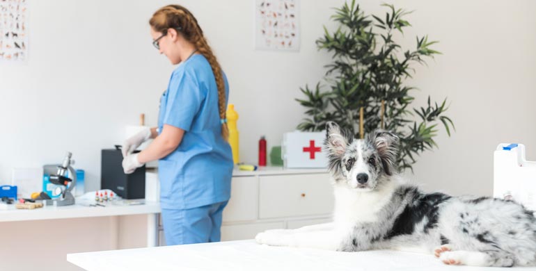 Septische Arthritis bei Hunden Septische Arthritis bei Hunden