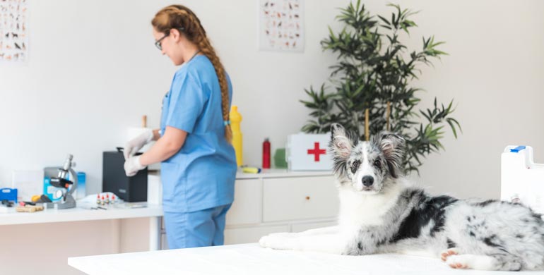 Septische Arthritis bei Hunden