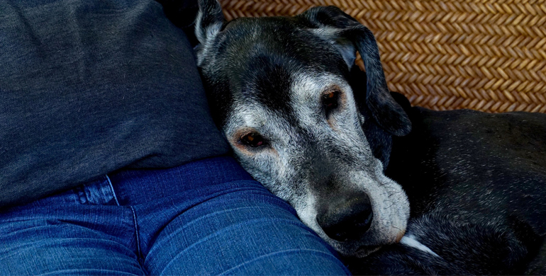 So füttern Sie Ihren älteren Hund richtig So füttern Sie Ihren älteren Hund richtig