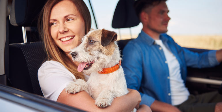 So transportiert man Hunde im Auto