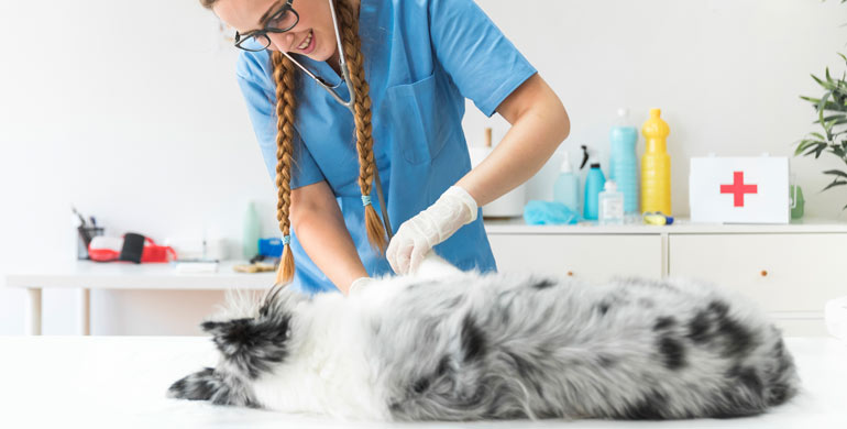 Störungen der Magenmotilität bei Hunden Störungen der Magenmotilität bei Hunden