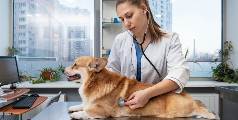 Störungen der sexuellen Entwicklung bei Hunden