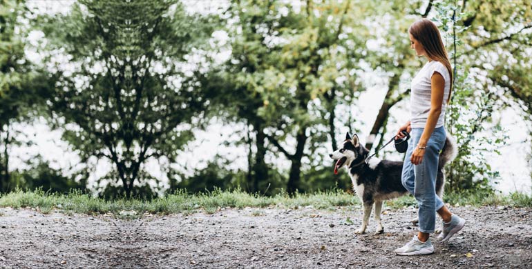 7 Tipps für Hundespaziergänge im Sommer, die Sie beachten sollten 7 Tipps für Hundespaziergänge im Sommer, die Sie beachten sollten