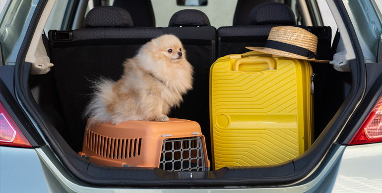 Tipps zur Auswahl der richtigen Hundebox