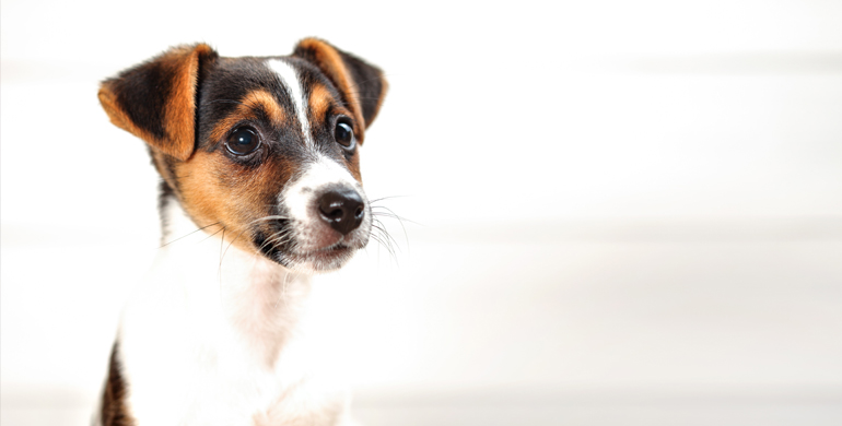 Tränende Augen bei Hunden Tränende Augen bei Hunden