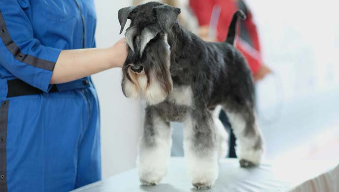 Überproduktion von roten Blutkörperchen bei Hunden