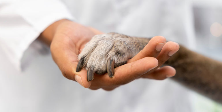 Unerwünschte Reaktion bei Hunden auf Leuchtstabschmuck Unerwünschte Reaktion bei Hunden auf Leuchtstabschmuck