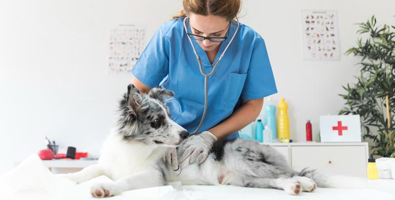 Unkoordinierte Zilienfunktion bei Hunden Unkoordinierte Zilienfunktion bei Hunden