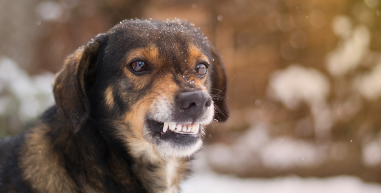 Was sind die Ursachen für haarige Hundezähne?