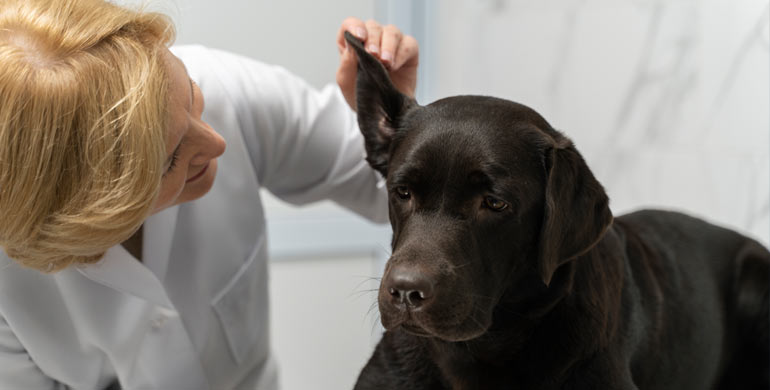 Erkennung, Behandlung und Vorbeugung von Ohrinfektionen bei Hunden