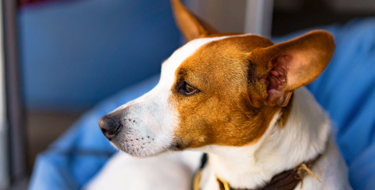 Warum die Ohren Ihres Hundes riechen und wie man sie reinigt