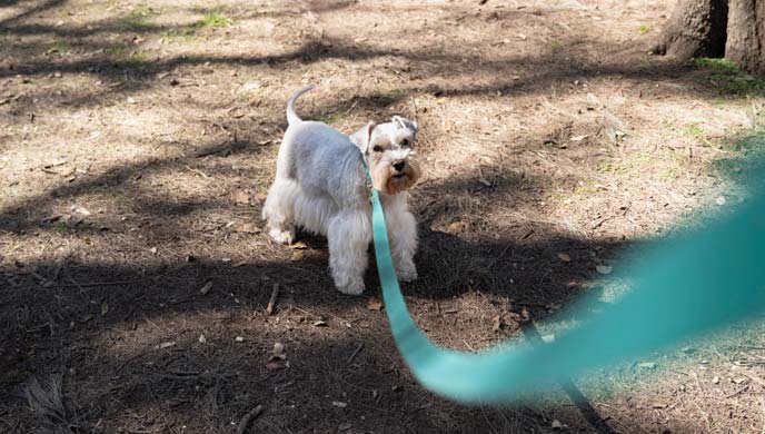 Warum heben Hunde ihr Bein zum Pinkeln