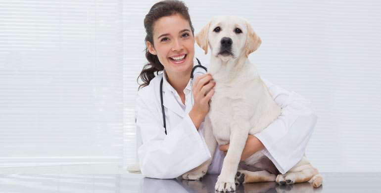Warum macht der Magen meines Hundes Geräusche? Warum macht der Magen meines Hundes Geräusche?