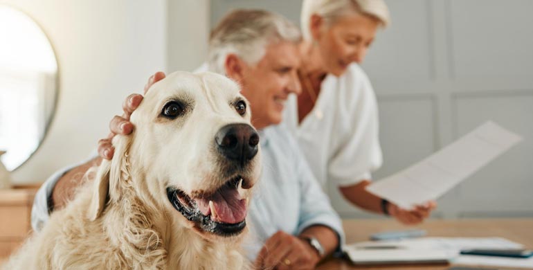 Warum sollte ich meinen Hund versichern?