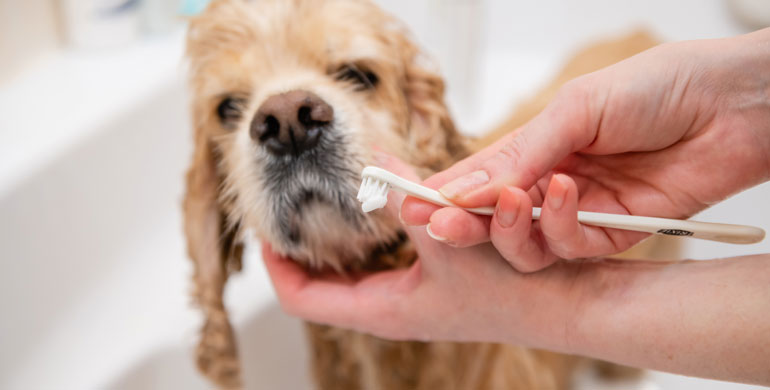 Wie man die Zähne eines Hundes reinigt: Werkzeuge und Tipps